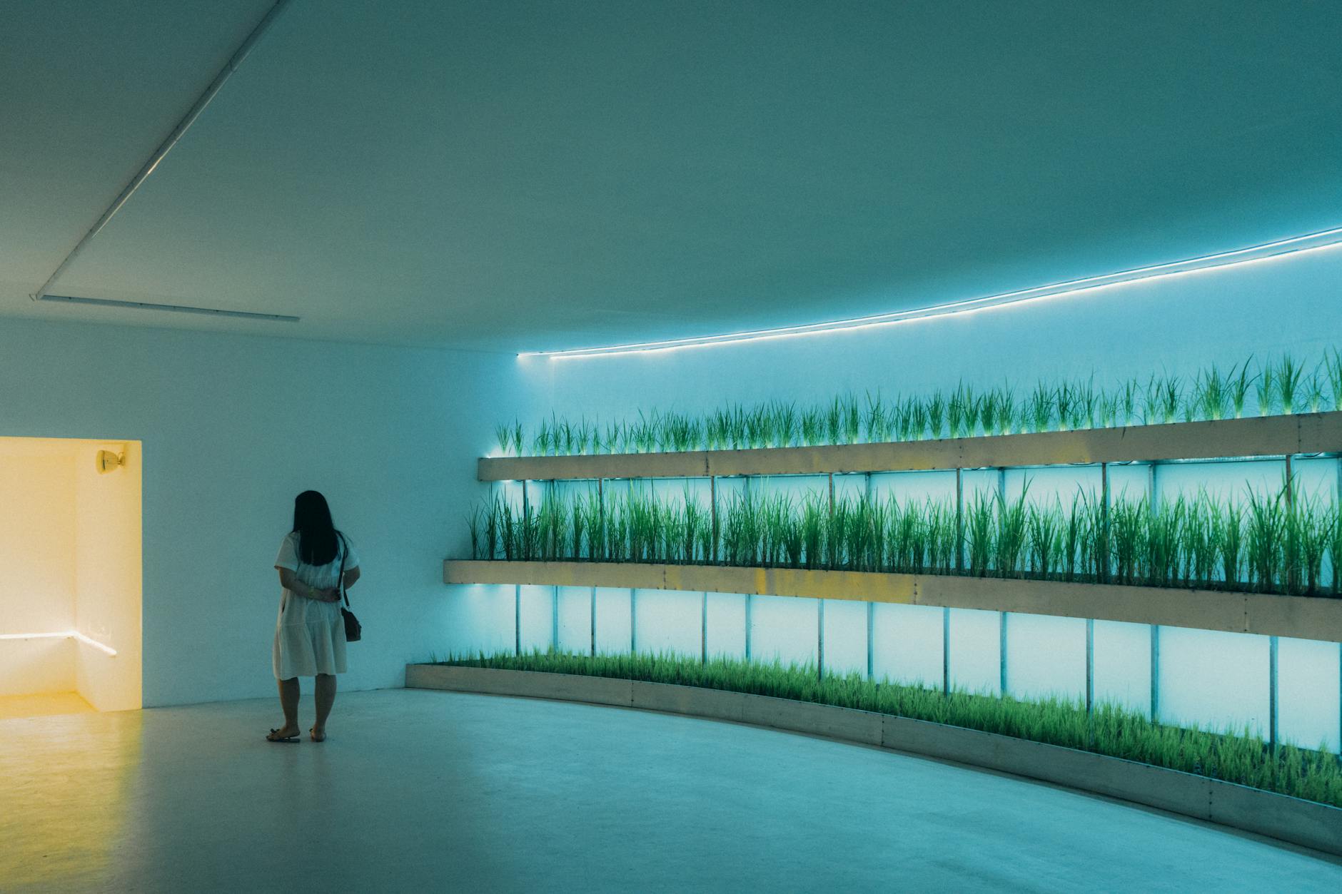 Gras-Installation — Leuchtender Raum